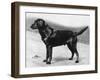 Dual Champion Bramshaw Bob Crufts, Best in Show, 1932 and 1933-Thomas Fall-Framed Photographic Print