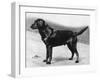 Dual Champion Bramshaw Bob Crufts, Best in Show, 1932 and 1933-Thomas Fall-Framed Photographic Print