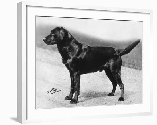 Dual Champion Bramshaw Bob Crufts, Best in Show, 1932 and 1933-Thomas Fall-Framed Photographic Print