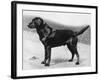 Dual Champion Bramshaw Bob Crufts, Best in Show, 1932 and 1933-Thomas Fall-Framed Photographic Print