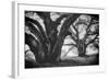 Dual Winter Oaks in Black and White, Mist Fog and Trees, Petaluma, Bay Area-Vincent James-Framed Photographic Print