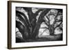 Dual Winter Oaks in Black and White, Mist Fog and Trees, Petaluma, Bay Area-Vincent James-Framed Photographic Print