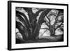 Dual Winter Oaks in Black and White, Mist Fog and Trees, Petaluma, Bay Area-Vincent James-Framed Photographic Print