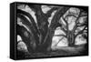 Dual Winter Oaks in Black and White, Mist Fog and Trees, Petaluma, Bay Area-Vincent James-Framed Stretched Canvas