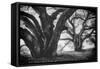 Dual Winter Oaks in Black and White, Mist Fog and Trees, Petaluma, Bay Area-Vincent James-Framed Stretched Canvas