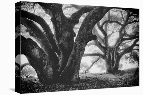 Dual Winter Oaks in Black and White, Mist Fog and Trees, Petaluma, Bay Area-Vincent James-Stretched Canvas