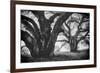 Dual Winter Oaks in Black and White, Mist Fog and Trees, Petaluma, Bay Area-Vincent James-Framed Photographic Print