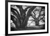 Dual Winter Oaks in Black and White, Mist Fog and Trees, Petaluma, Bay Area-Vincent James-Framed Photographic Print