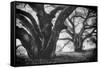 Dual Winter Oaks in Black and White, Mist Fog and Trees, Petaluma, Bay Area-Vincent James-Framed Stretched Canvas