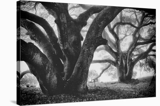 Dual Winter Oaks in Black and White, Mist Fog and Trees, Petaluma, Bay Area-Vincent James-Stretched Canvas