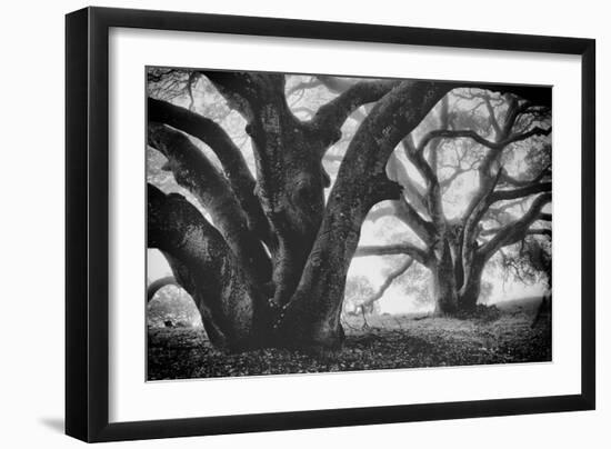 Dual Winter Oaks in Black and White, Mist Fog and Trees, Petaluma, Bay Area-Vincent James-Framed Photographic Print