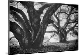 Dual Winter Oaks in Black and White, Mist Fog and Trees, Petaluma, Bay Area-Vincent James-Mounted Photographic Print