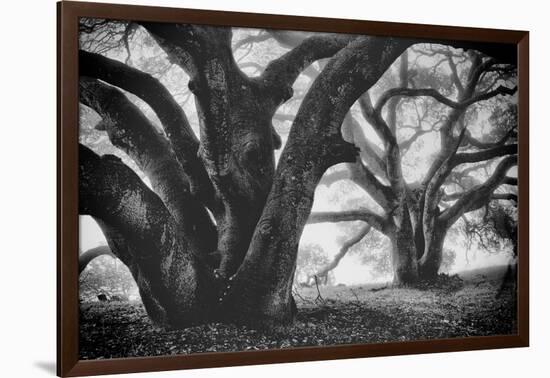 Dual Winter Oaks in Black and White, Mist Fog and Trees, Petaluma, Bay Area-Vincent James-Framed Premium Photographic Print