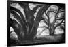 Dual Winter Oaks in Black and White, Mist Fog and Trees, Petaluma, Bay Area-Vincent James-Framed Premium Photographic Print