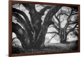 Dual Winter Oaks in Black and White, Mist Fog and Trees, Petaluma, Bay Area-Vincent James-Framed Photographic Print