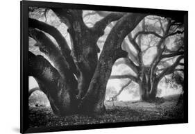 Dual Winter Oaks in Black and White, Mist Fog and Trees, Petaluma, Bay Area-Vincent James-Framed Photographic Print