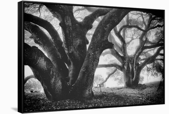 Dual Winter Oaks in Black and White, Mist Fog and Trees, Petaluma, Bay Area-Vincent James-Framed Stretched Canvas