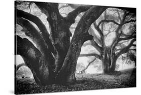 Dual Winter Oaks in Black and White, Mist Fog and Trees, Petaluma, Bay Area-Vincent James-Stretched Canvas