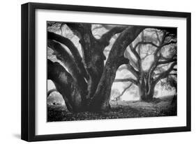 Dual Winter Oaks in Black and White, Mist Fog and Trees, Petaluma, Bay Area-Vincent James-Framed Premium Photographic Print