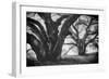 Dual Winter Oaks in Black and White, Mist Fog and Trees, Petaluma, Bay Area-Vincent James-Framed Premium Photographic Print