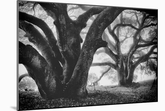 Dual Winter Oaks in Black and White, Mist Fog and Trees, Petaluma, Bay Area-Vincent James-Mounted Premium Photographic Print
