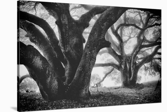 Dual Winter Oaks in Black and White, Mist Fog and Trees, Petaluma, Bay Area-Vincent James-Stretched Canvas