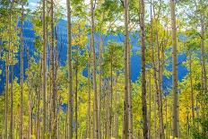 Fall in the Colorado-duallogic-Photographic Print