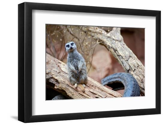 Premium Photographic Print, , large