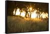 Duba Plains Landscape-Michele Westmorland-Framed Stretched Canvas