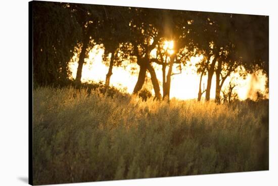 Duba Plains Landscape-Michele Westmorland-Stretched Canvas