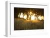 Duba Plains Landscape-Michele Westmorland-Framed Photographic Print