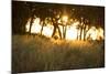 Duba Plains Landscape-Michele Westmorland-Mounted Photographic Print