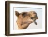 Dubai, UAE. Close-up of a camel.-Yvette Cardozo-Framed Photographic Print