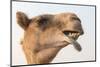 Dubai, UAE. Close-up of a camel.-Yvette Cardozo-Mounted Photographic Print
