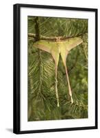 Dubernard's Luna Moth Male-null-Framed Photographic Print