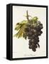 Duc De Magenta Grape-A. Kreyder-Framed Stretched Canvas