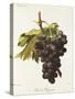 Duc De Magenta Grape-A. Kreyder-Stretched Canvas