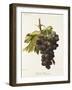 Duc De Magenta Grape-A. Kreyder-Framed Giclee Print