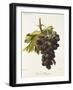 Duc De Magenta Grape-A. Kreyder-Framed Giclee Print