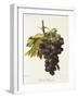 Duc De Magenta Grape-A. Kreyder-Framed Giclee Print