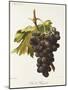 Duc De Magenta Grape-A. Kreyder-Mounted Giclee Print