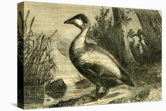 Duck 19th Century-null-Stretched Canvas