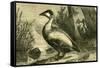 Duck 19th Century-null-Framed Stretched Canvas