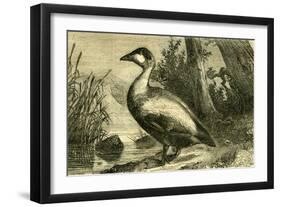 Duck 19th Century-null-Framed Giclee Print