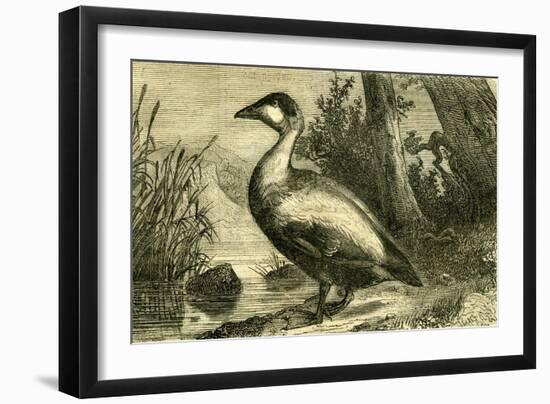 Duck 19th Century-null-Framed Giclee Print
