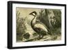 Duck 19th Century-null-Framed Giclee Print