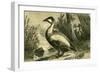 Duck 19th Century-null-Framed Giclee Print