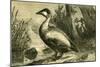Duck 19th Century-null-Mounted Giclee Print
