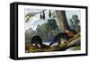 Duck-Billed Platypus, 1860-null-Framed Stretched Canvas