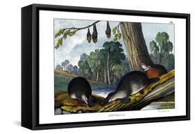 Duck-Billed Platypus, 1860-null-Framed Stretched Canvas